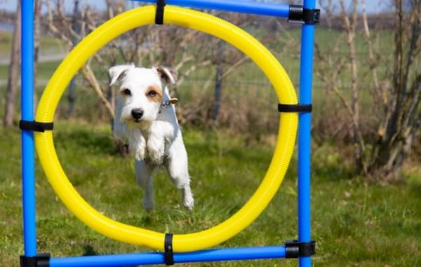 How to Train Your Corgi to Navigate Agility Courses for Canine Sports?